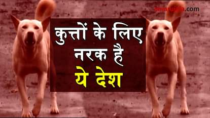WHY IS DOG FREE ROAD IN THAILAND SPECIAL STORY