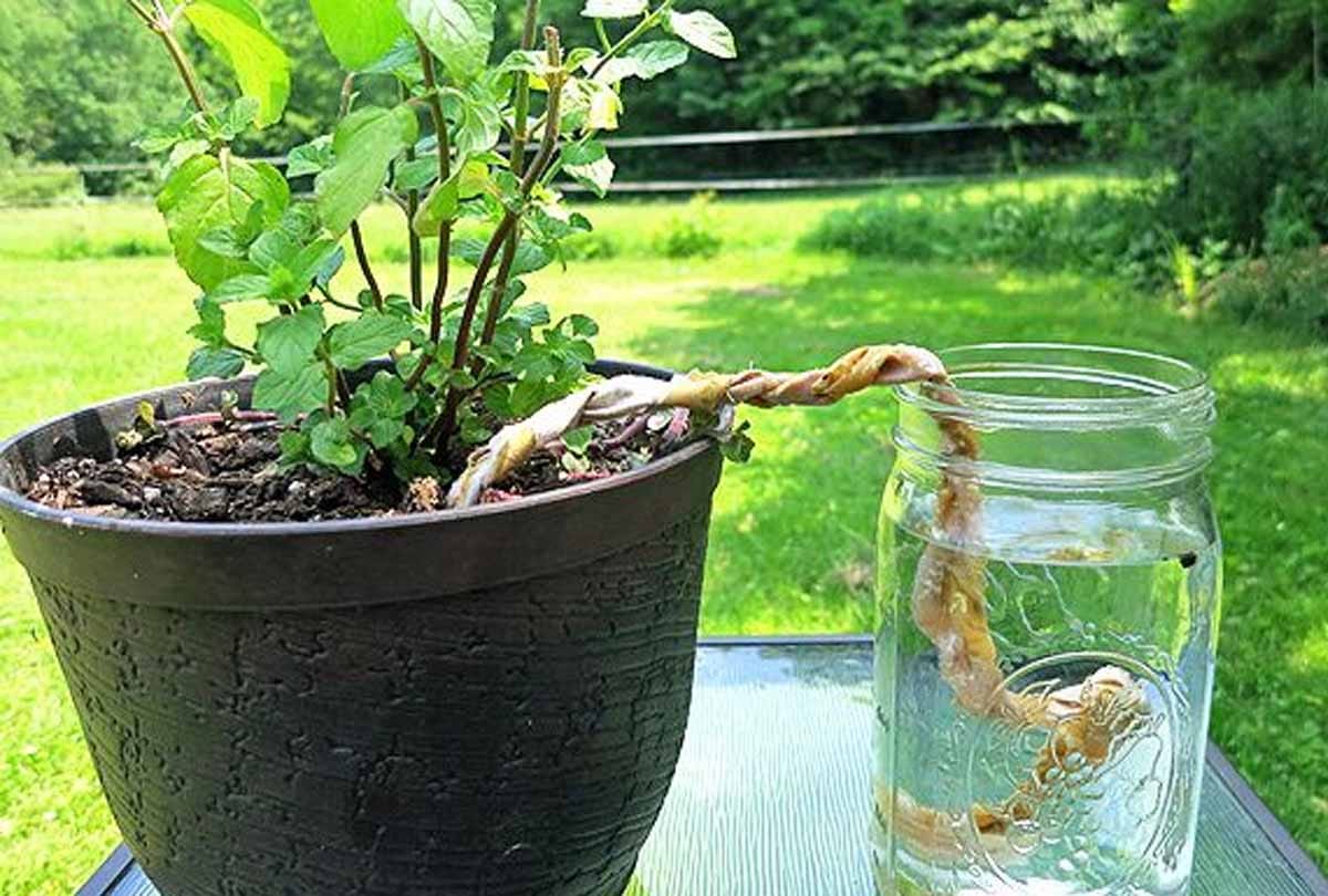 know about Vacation Proof Plant 