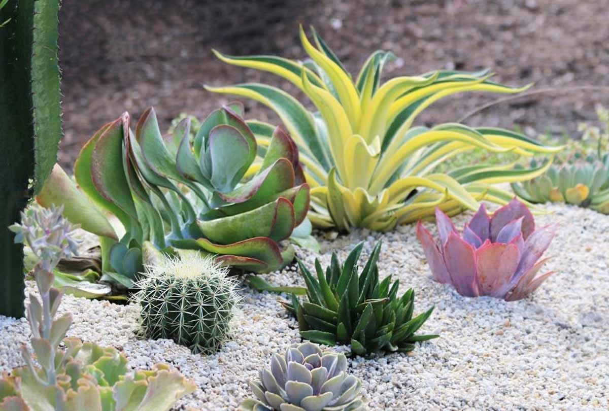 know about Vacation Proof Plant 
