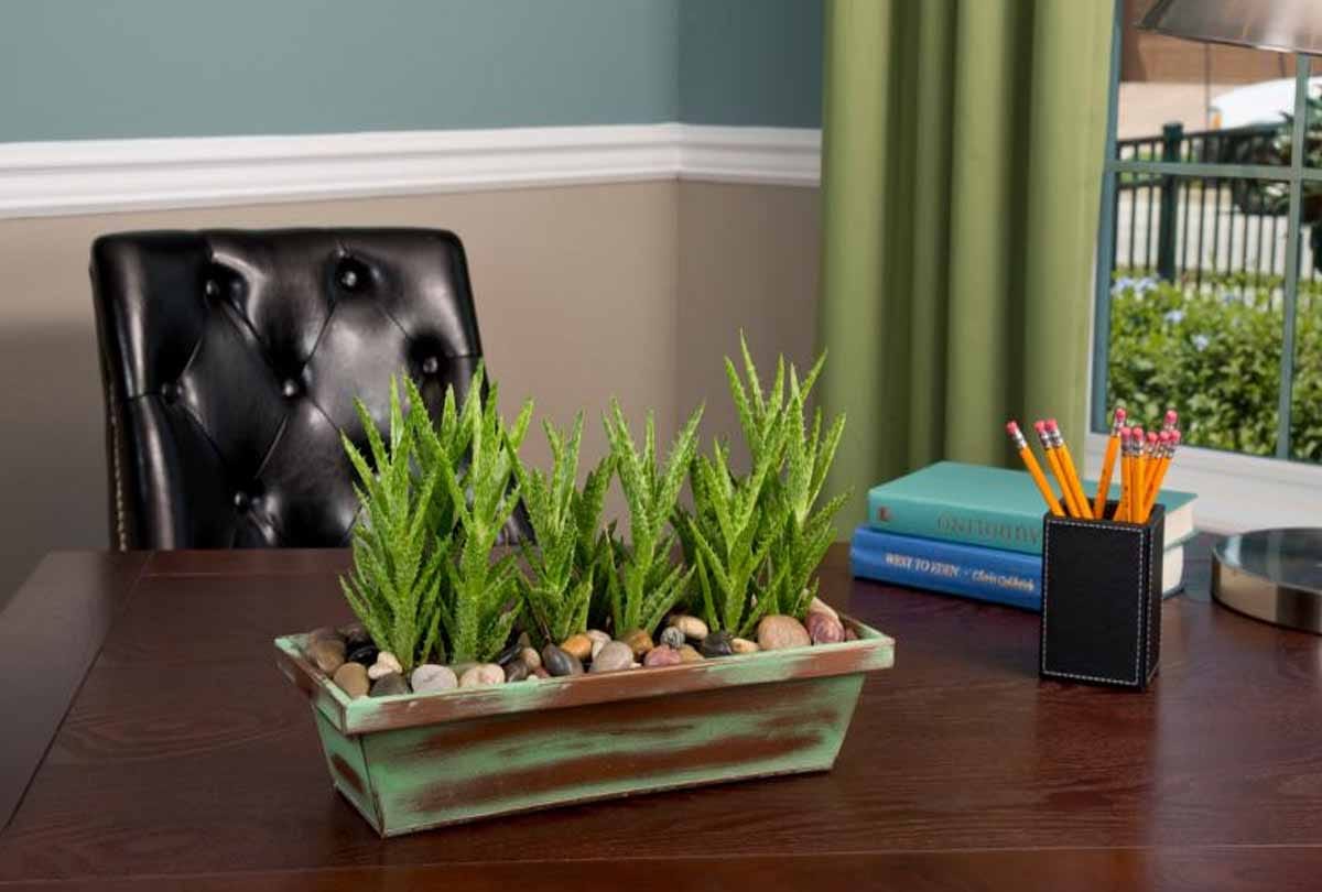 know about Vacation Proof Plant 