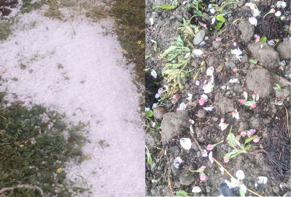 heavy hailstorm damaged apple crop in Himachal
