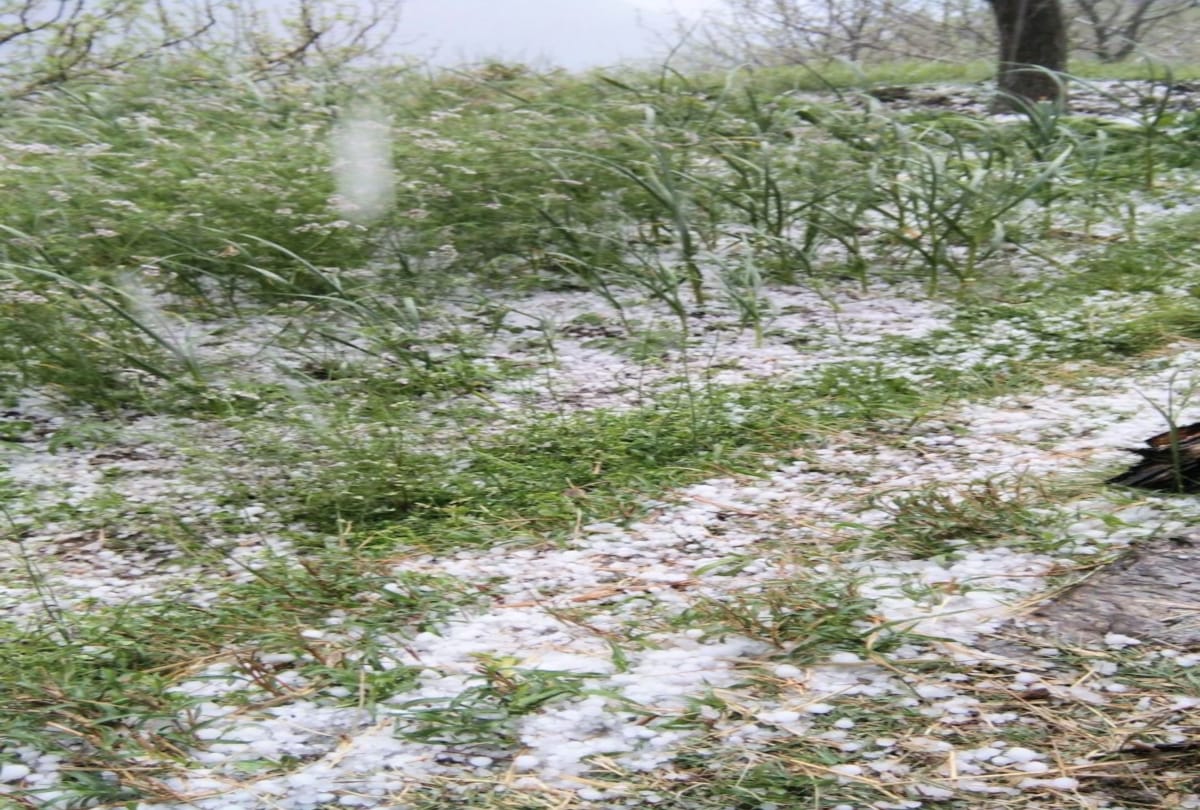 heavy hailstorm damaged apple crop in Himachal