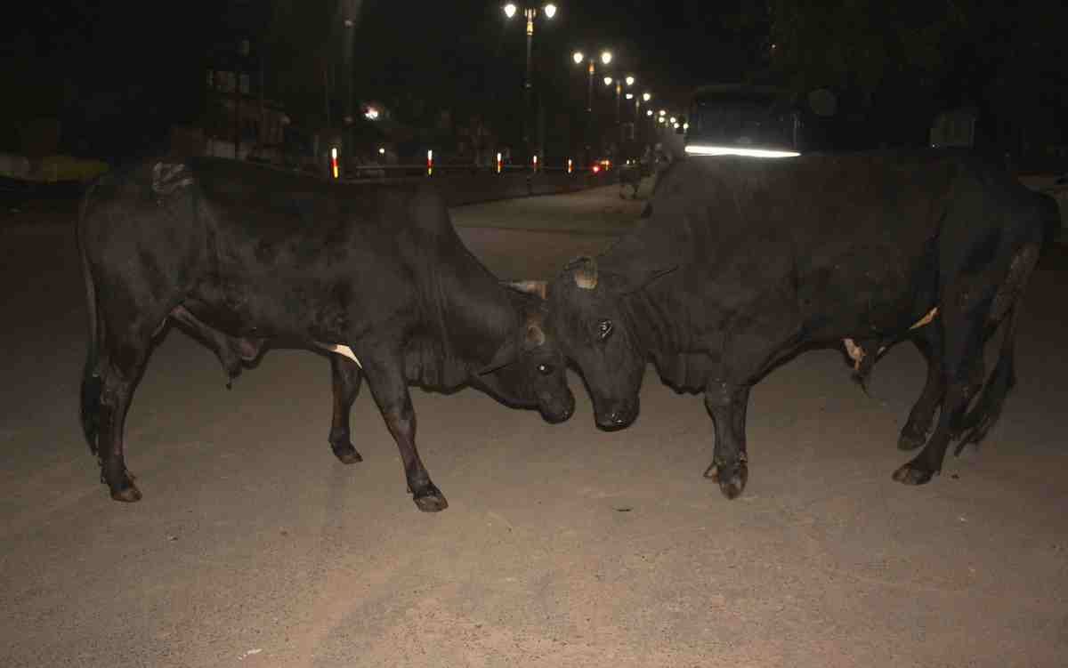 Main Zinda Shahar Banaras Hoon konw the reason