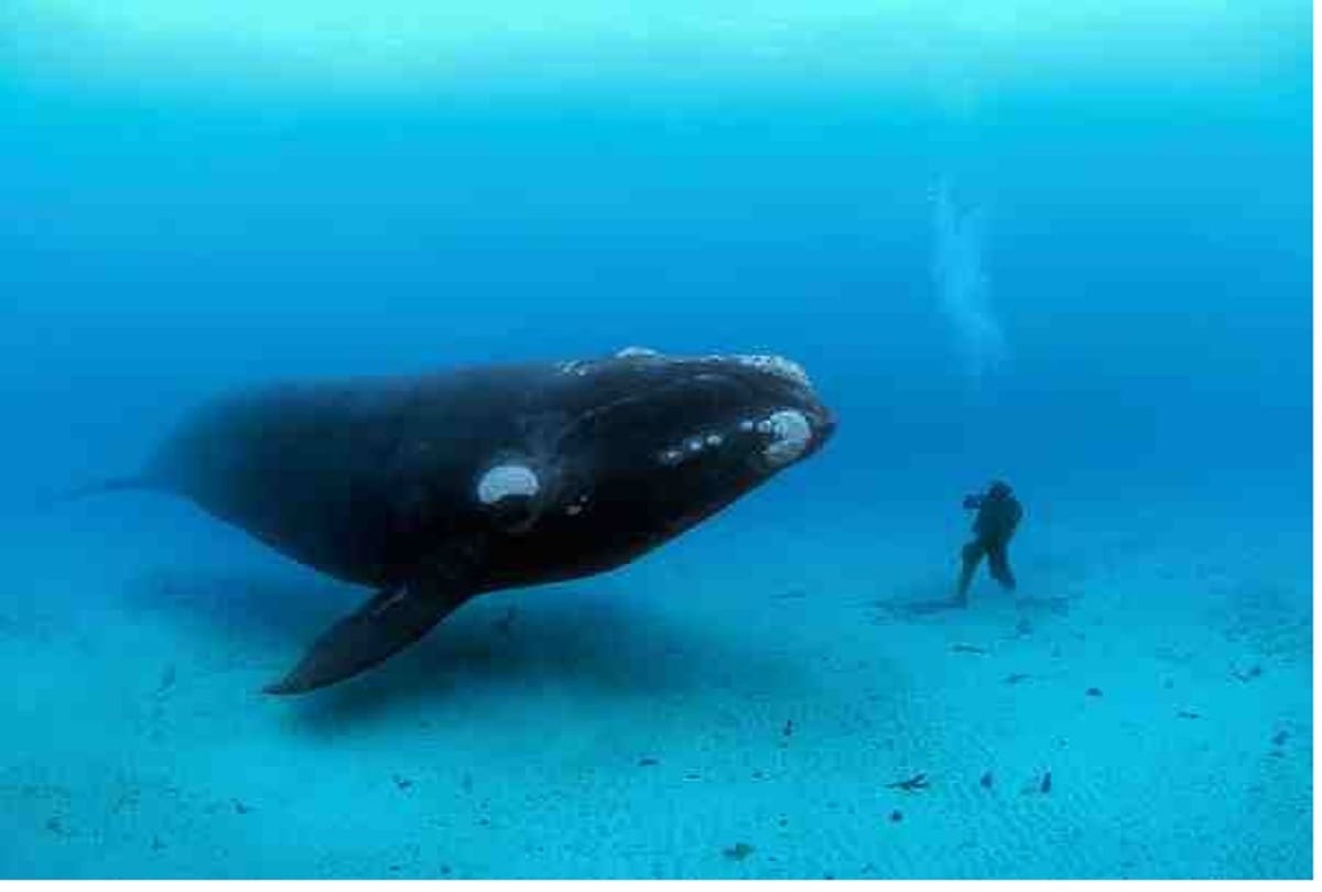 Bowhead whale sings in deep water, the researchers have heard and recorded the microphone