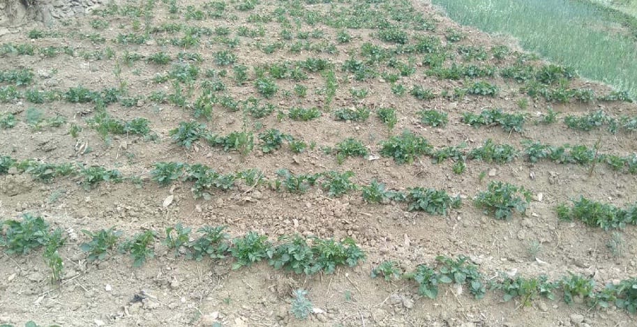 Potato yield will increase top priority!