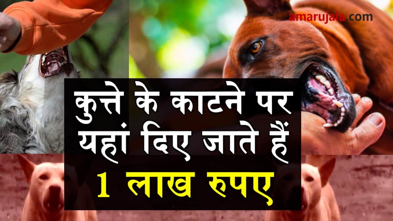  stray dog menace spreads like wildfire, chandigarh gives compensation on dog bite