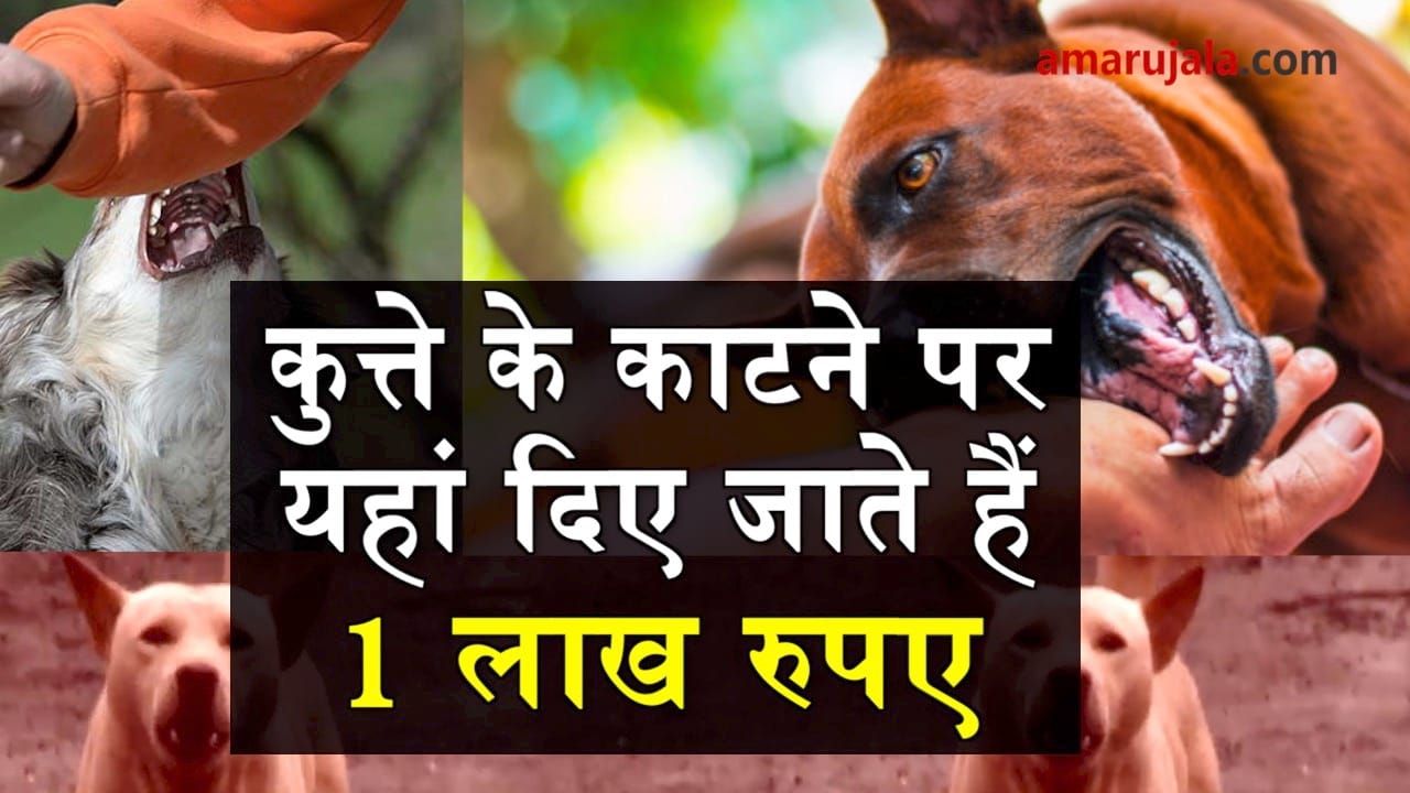 stray dog menace spreads like wildfire, chandigarh gives compensation on dog bite