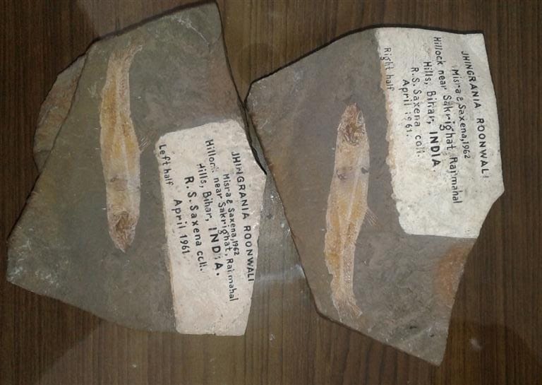 13.6 million year old rare fossils require extensive research