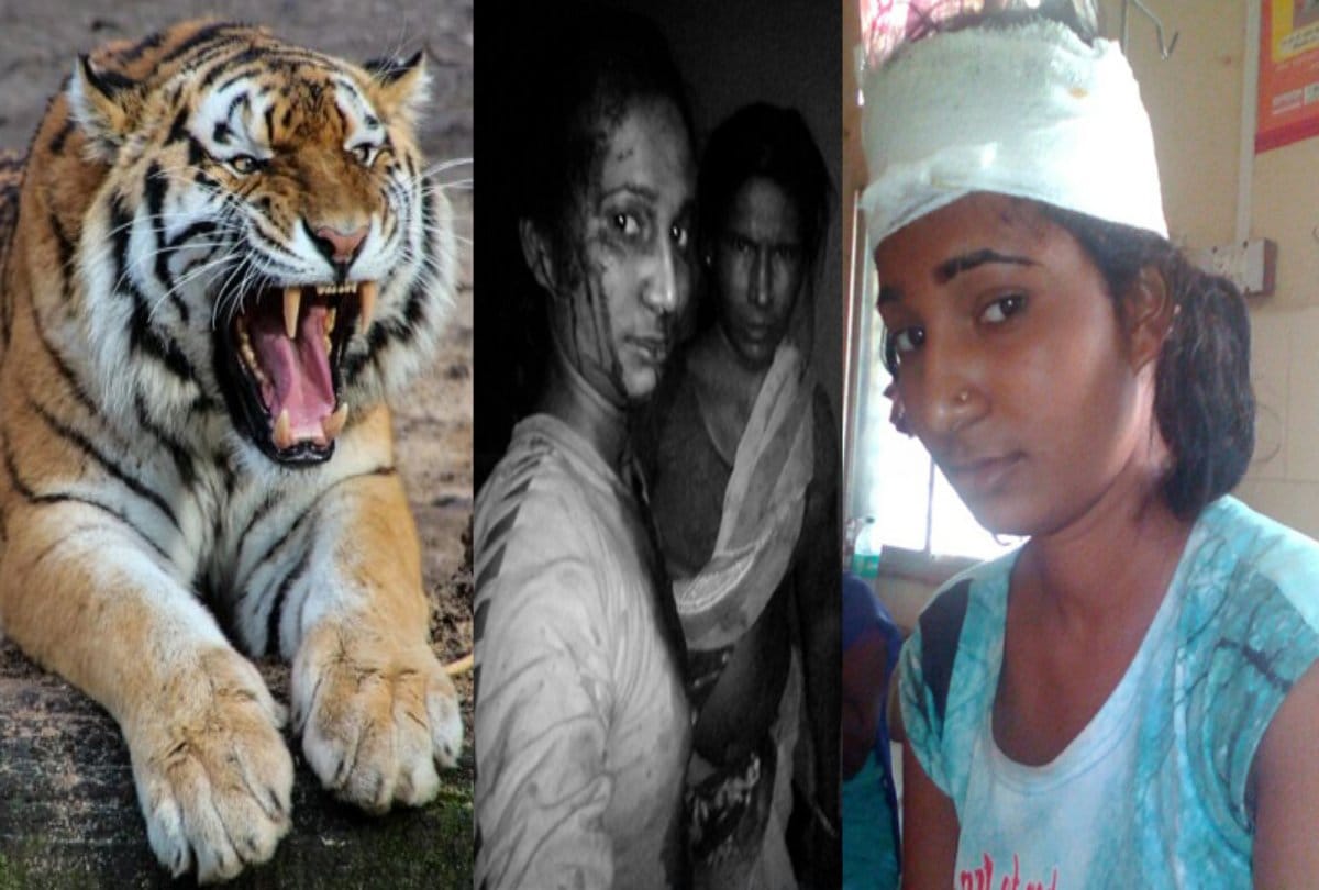 girl fought with tiger for saving her goats and then took selfie with mother