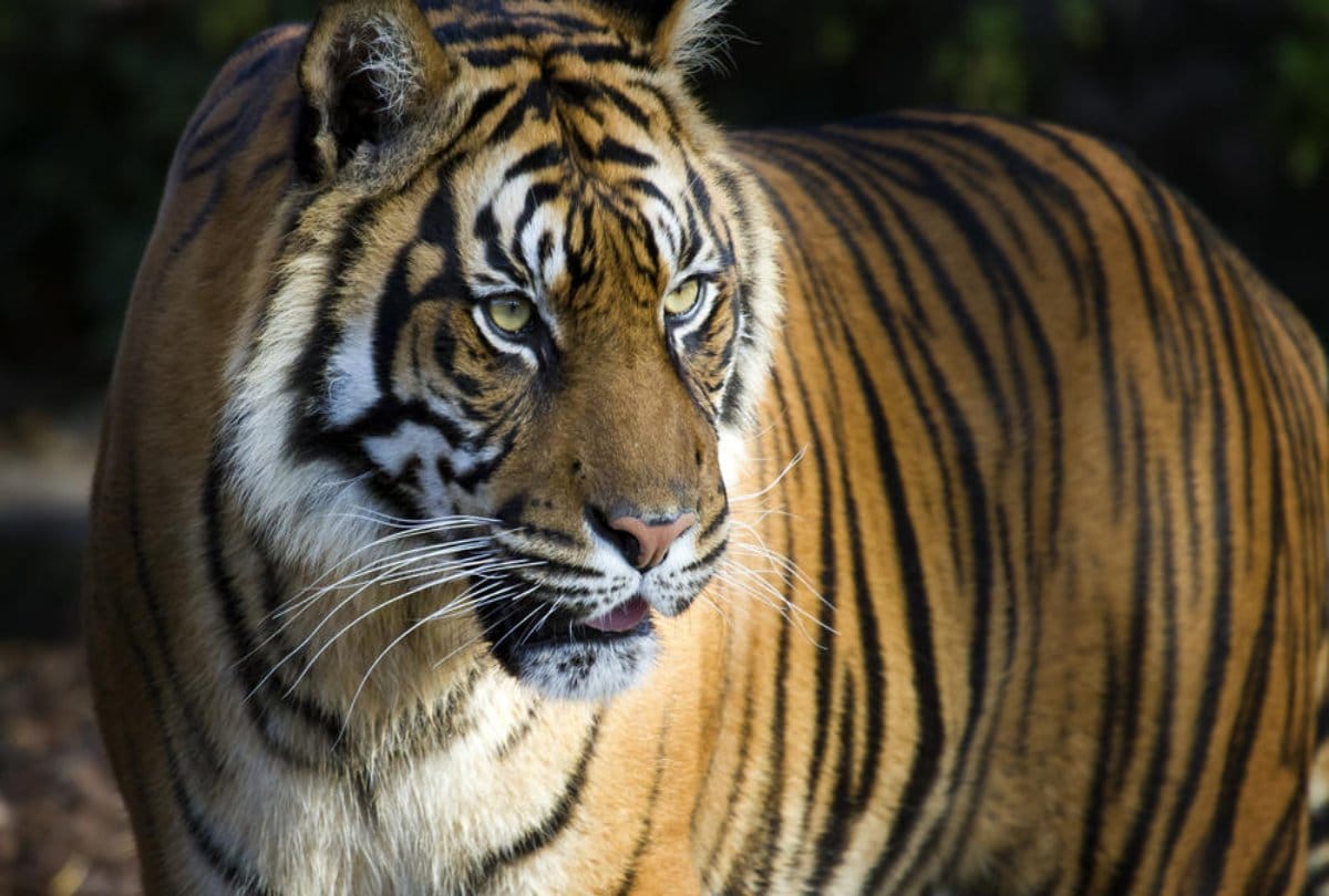 A girl fight with tiger to save her goats 
