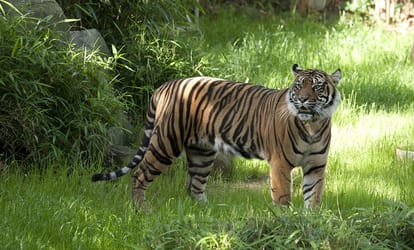 girl fought with tiger for saving her goats and then took selfie with mother