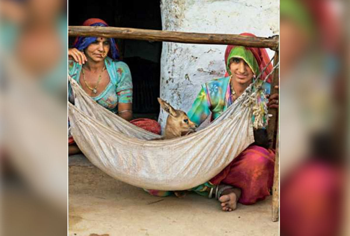 salman khan jodhpur court pronounce verdict on black buck poaching case bishnoi tribe