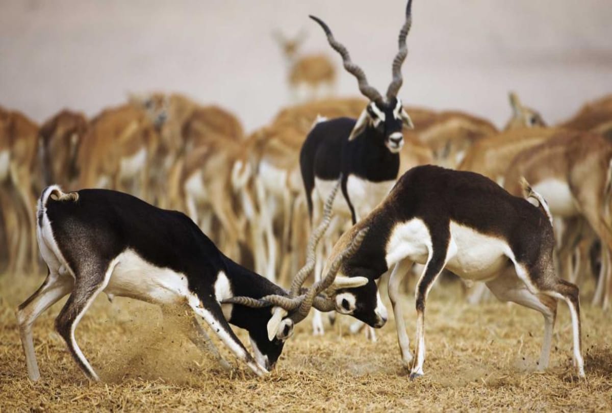 salman khan Blackbuck Poaching Case dehradun