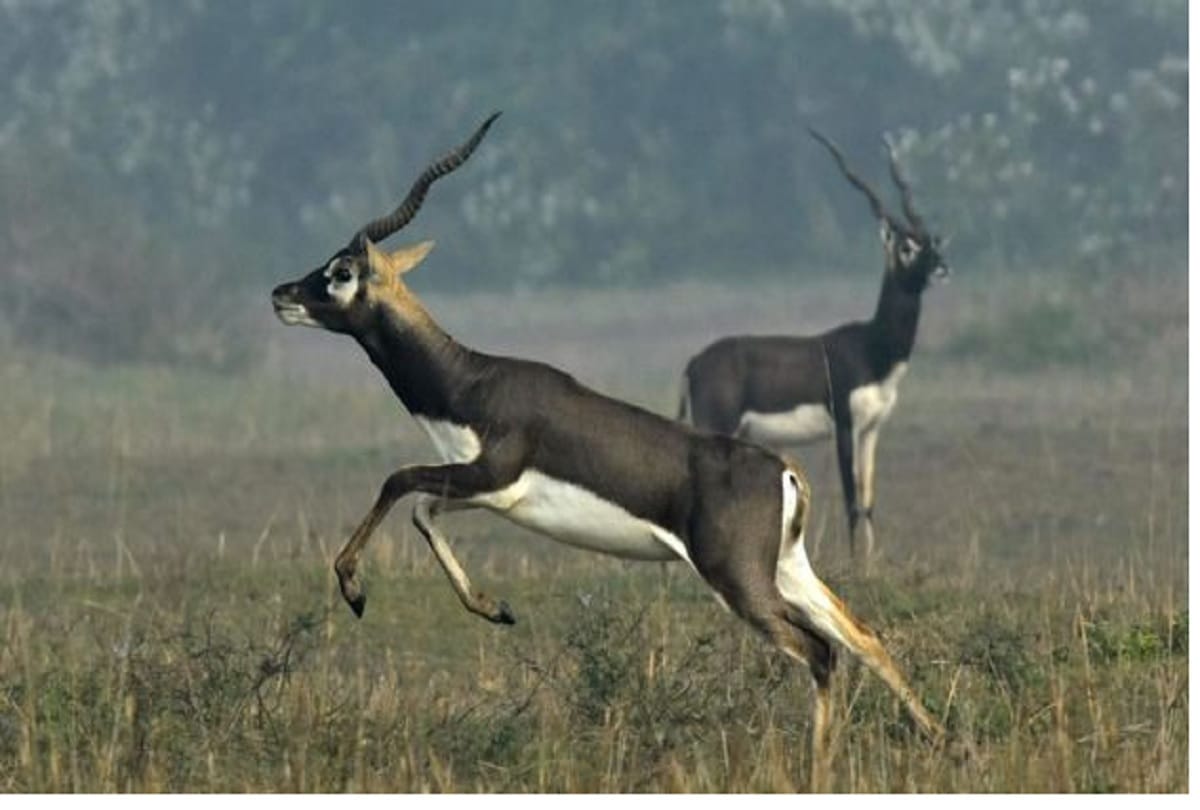 Salman khan convicted on that blackbuck has traditional and cultural importance