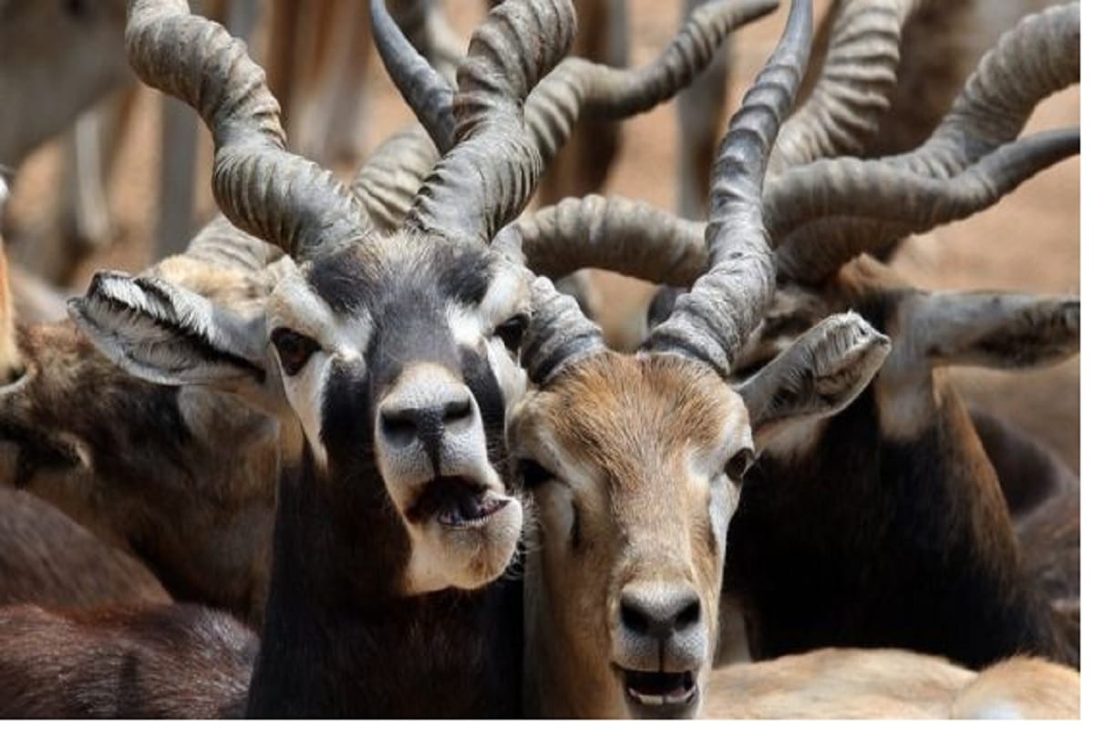 Salman khan convicted on that blackbuck has traditional and cultural importance