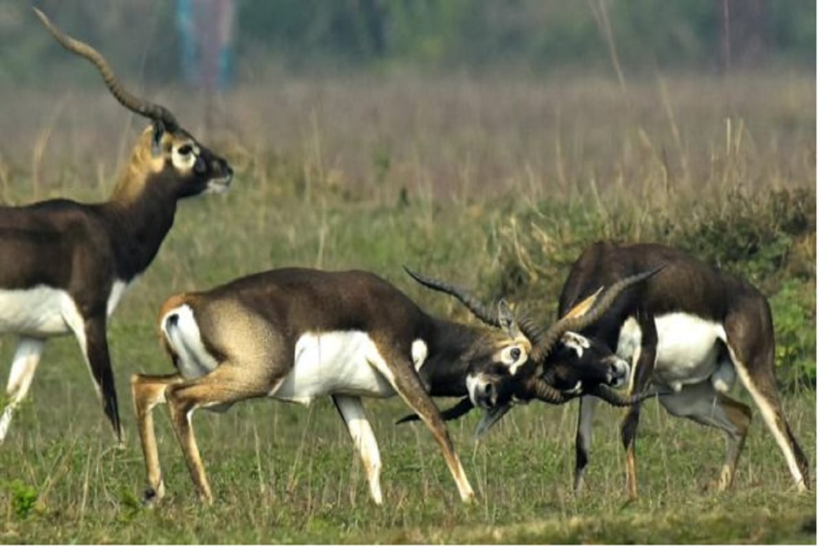 Salman khan convicted on that blackbuck has traditional and cultural importance