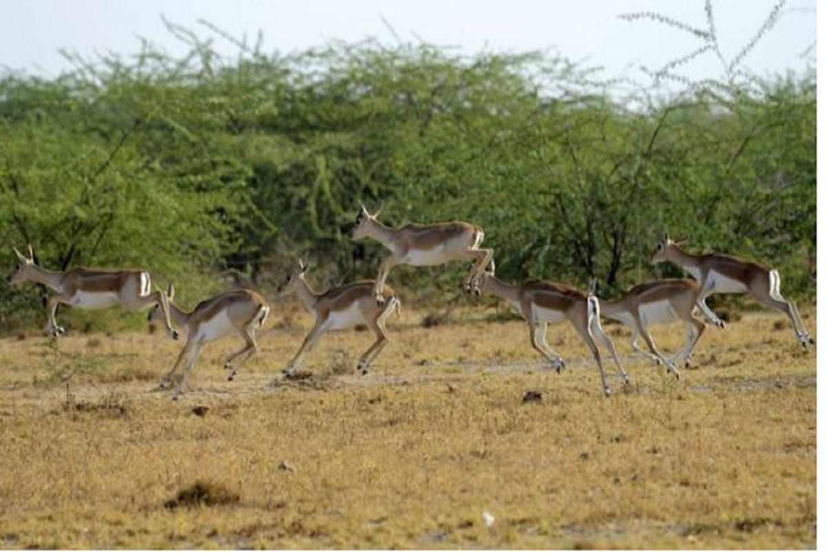 Salman khan convicted on that blackbuck has traditional and cultural importance