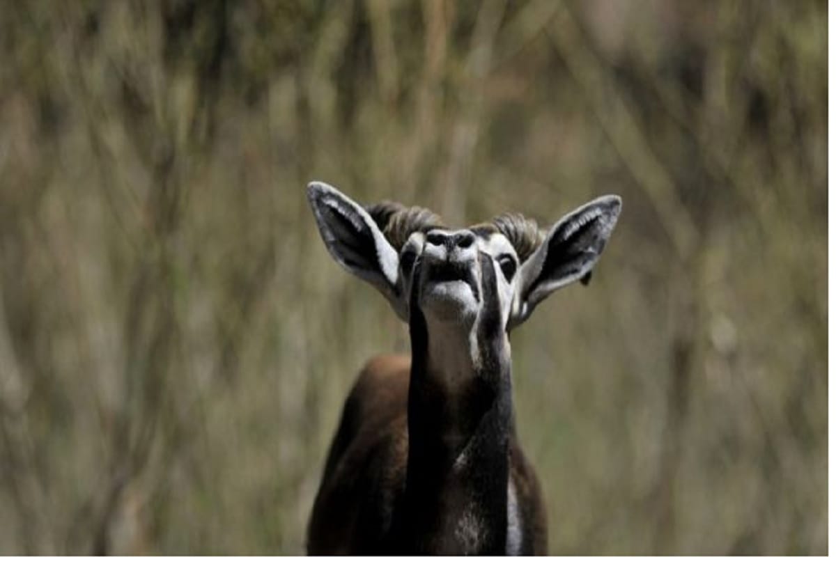 Salman khan convicted on that blackbuck has traditional and cultural importance