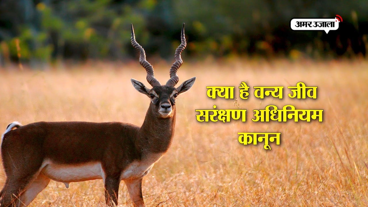सलमान