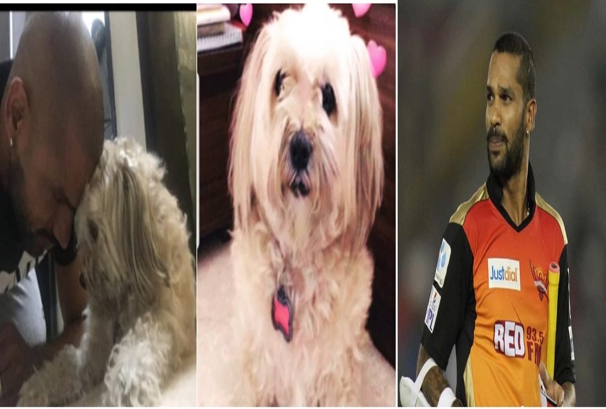 Shikhar Dhawan shares his pet photo on twitter and write emotional post for her