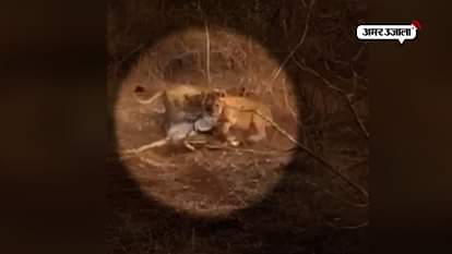 Gujarat: Video of lion show with live bait goes viral, investigation started