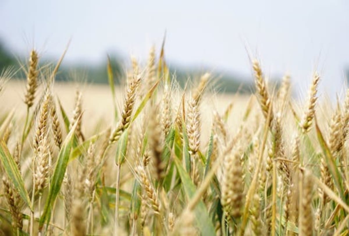 Farmers facing problems in selling crops due to mismatch of data on the portal
