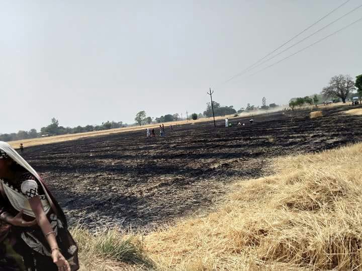 Wheat crop burns with the spark of transformer