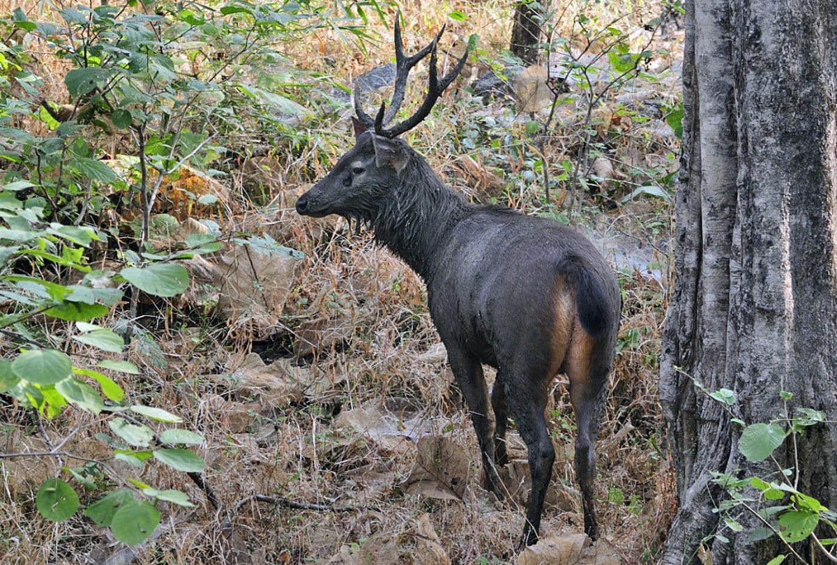  In Hathras, on the target of hunters 'black deer'