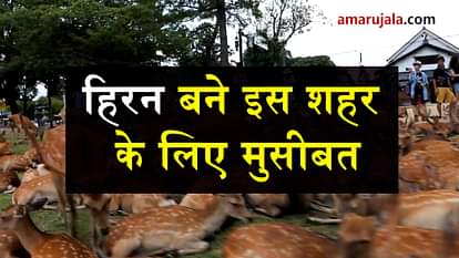 INCREASING POPULATION OF DEER IN NARA MAKING TROUBLE