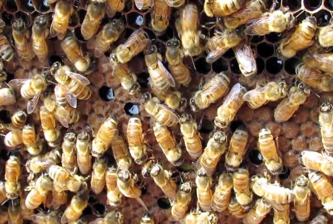 Deadly bees on the Ganga edge