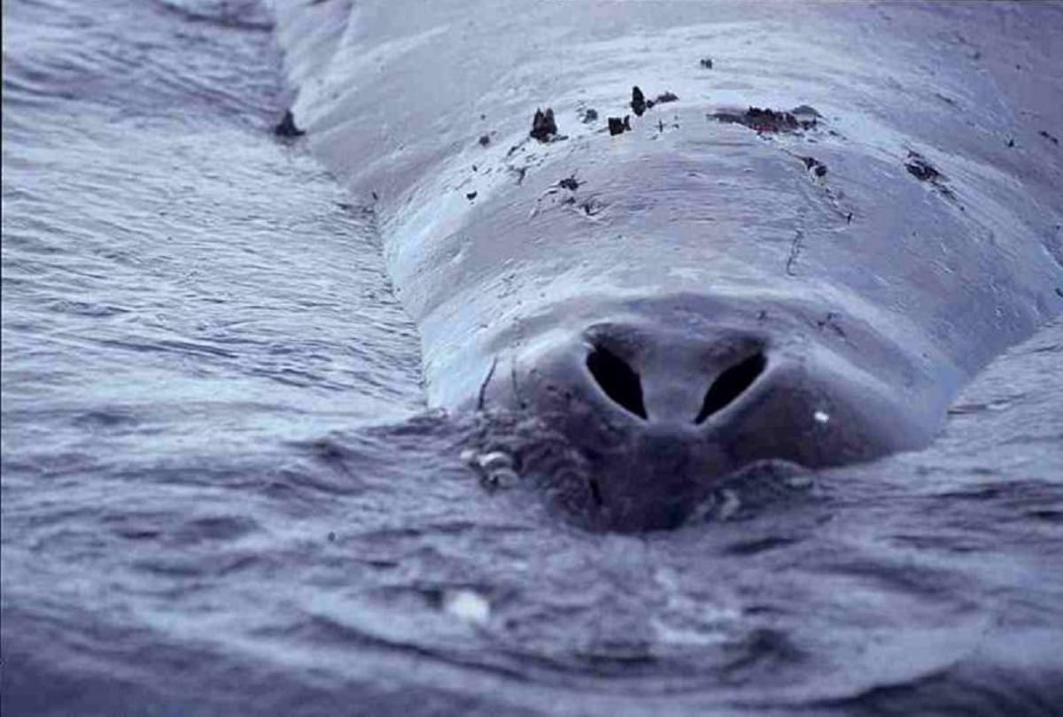 Bow head whales can sing over hundred songs