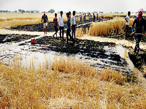 10 bigha crop of wheat burnt from spark