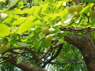 Scientist revealing Dinosaur time plant cloning in india