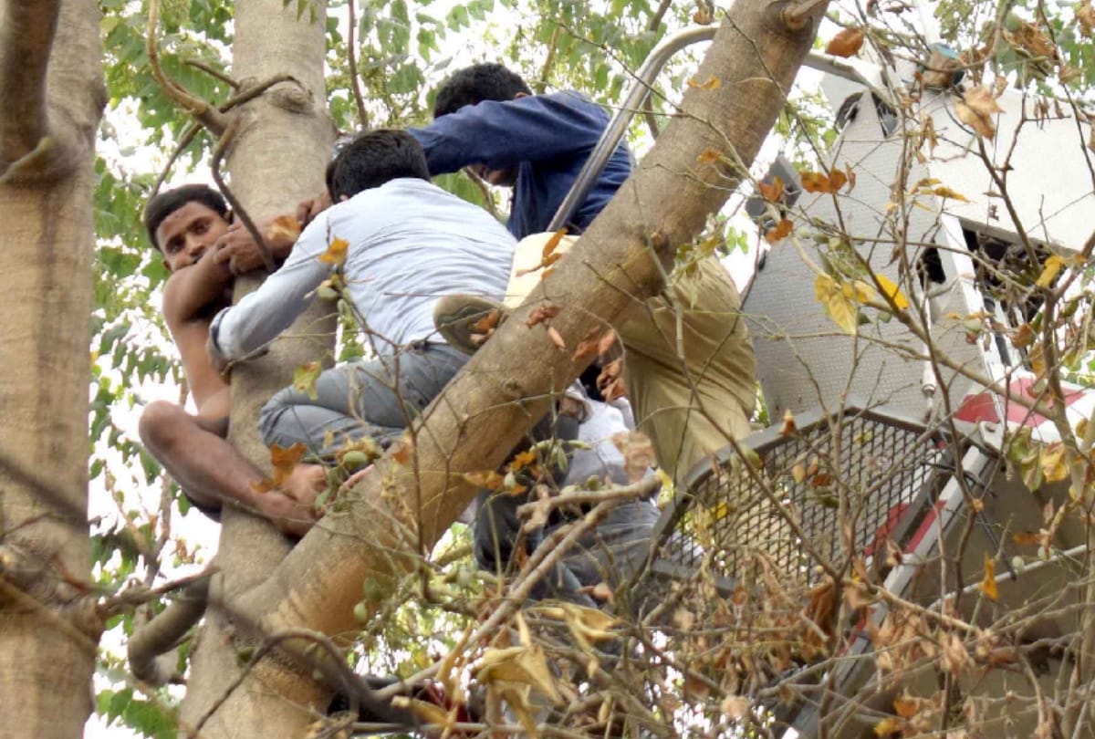 man climbed on a tree of 30 feet longer was put down after 2-3 hours