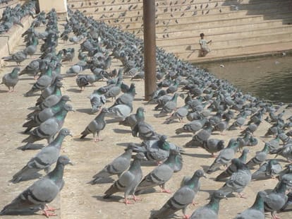 know why chhattisgarh police searching pigeons