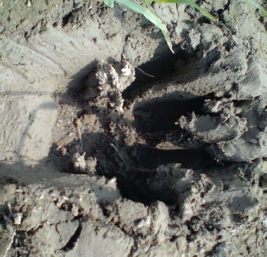 Tiger seen during wheat cropping