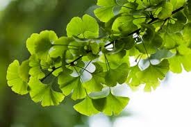 Scientist revealing Dinosaur time plant cloning in india