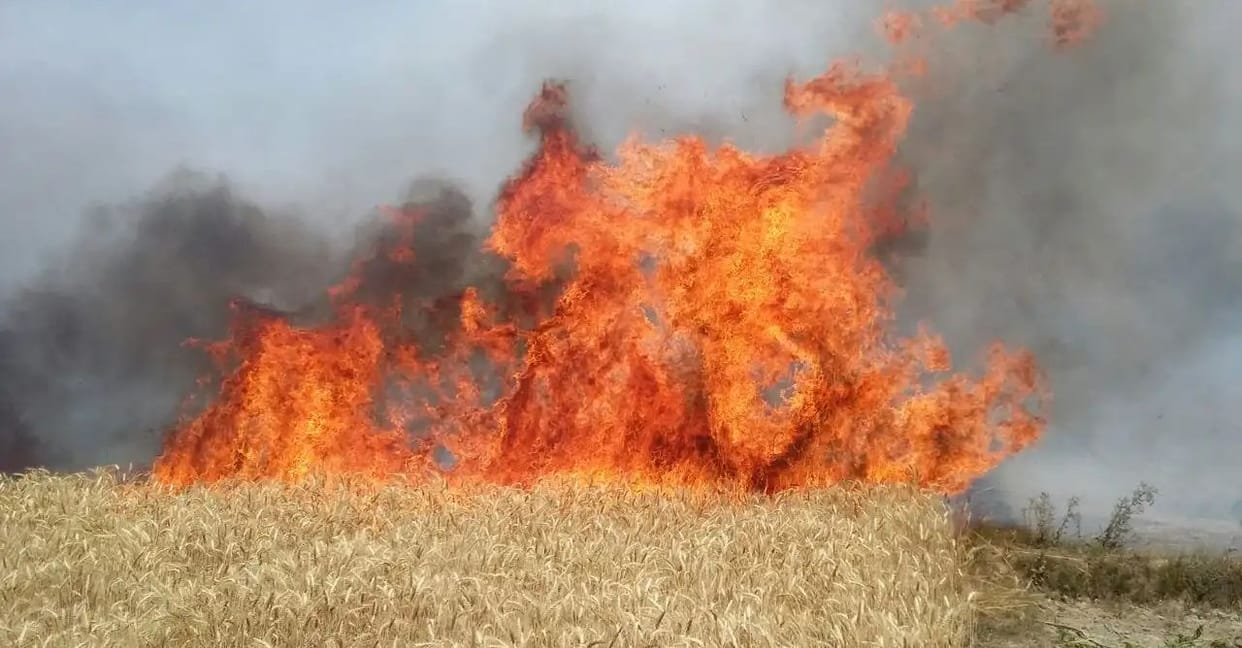Short circuit fire, 50 bigha harvest burnt