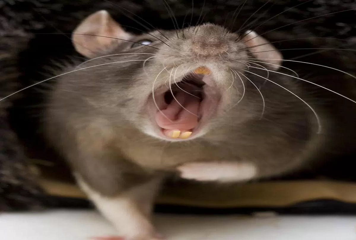 Rats eaten dead bodie, poor hospital in Gaya