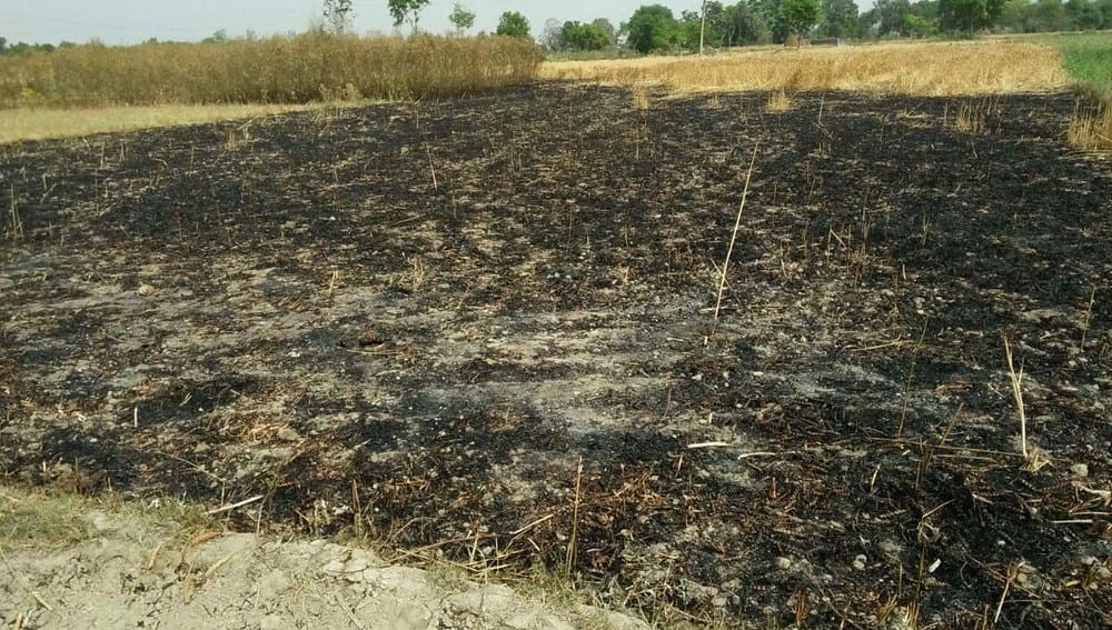 wheat and arhar crop burnt