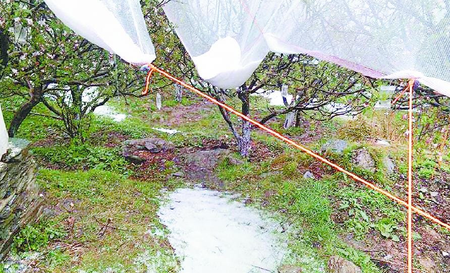 किसानों की मेहनत पर गिरे ओले, नगदी फसलें तबाह