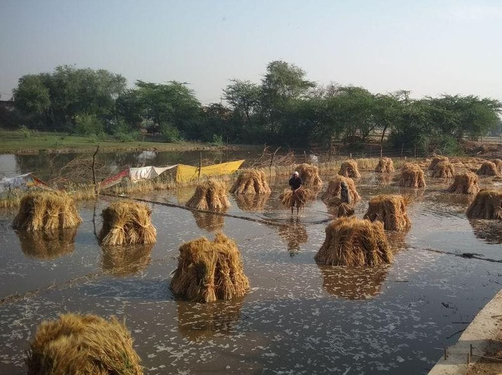 agra wheat crop destroyed due to hailstorm 