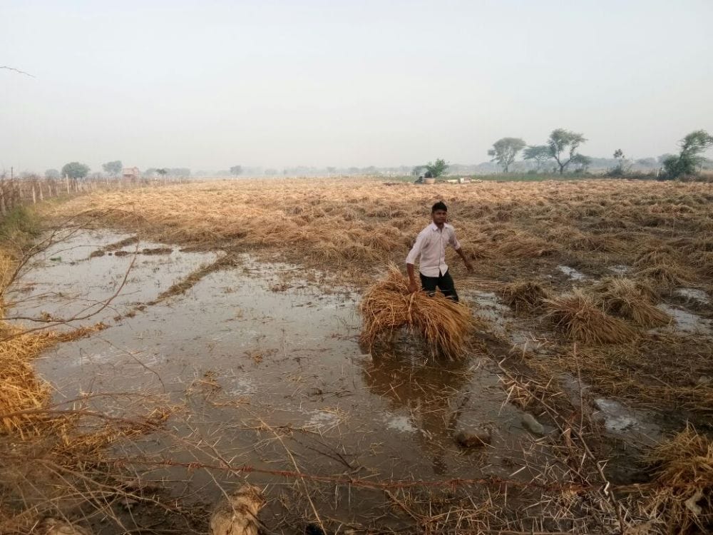 agra wheat crop destroyed due to hailstorm 
