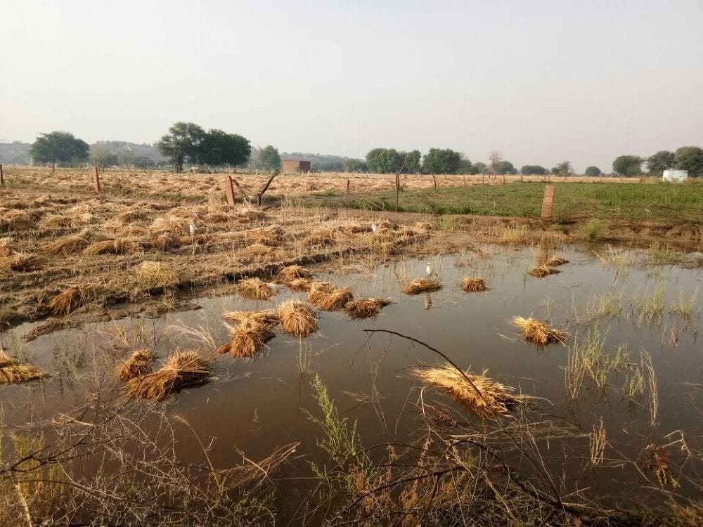 agra wheat crop destroyed due to hailstorm 