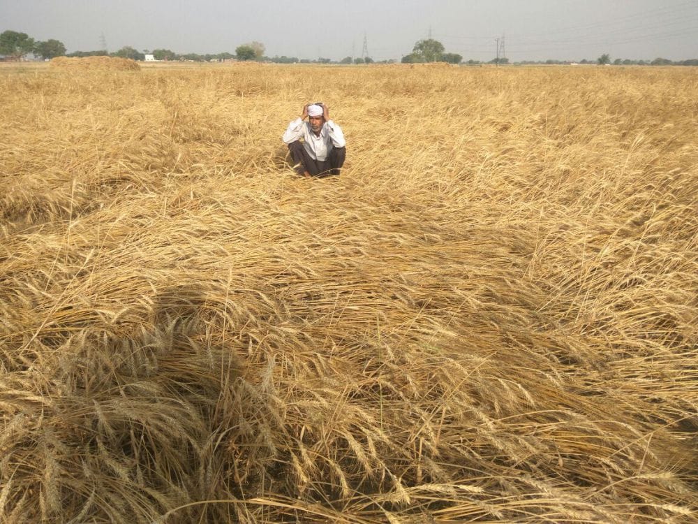 agra wheat crop destroyed due to hailstorm 