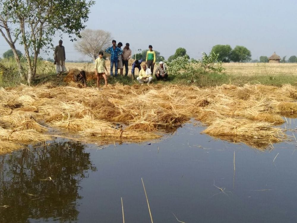 agra wheat crop destroyed due to hailstorm 