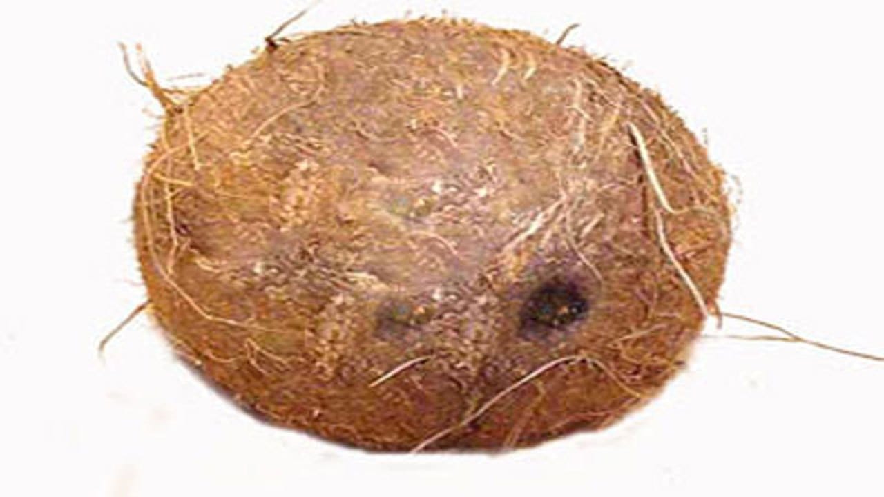 ekakshi nariyal shreefal significance and benefits