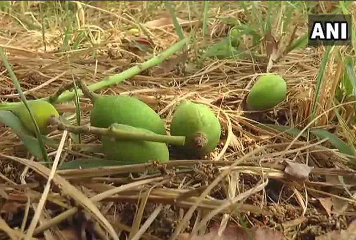 Sudden change of weather affects crops in Kanpur