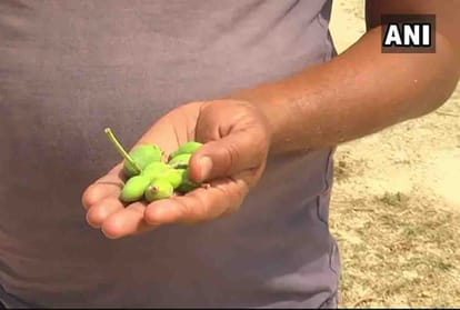 Sudden change of weather affects crops in Kanpur