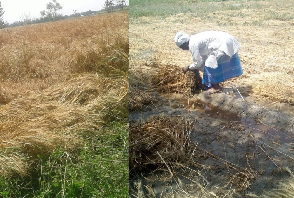 weather hits crop in uttar pradesh.